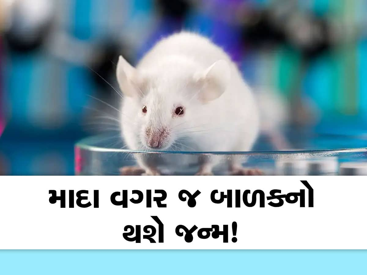 Reproduction: હવે માદાઓની જરૂર નહીં, વૈજ્ઞાનિકોએ નર શુક્રાણુઓથી બનાવ્યું ઈંડુ.. તેનાથી આપ્યો ઉંદરને જન્મ