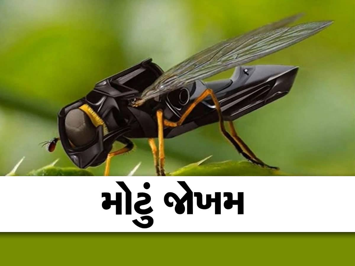 વિશ્વ પર તોળાઈ રહ્યો છે કત્લેઆમનો ખતરો, જાણો કેવી રીતે એક 'માખી'થી મચી શકે છે તબાહી