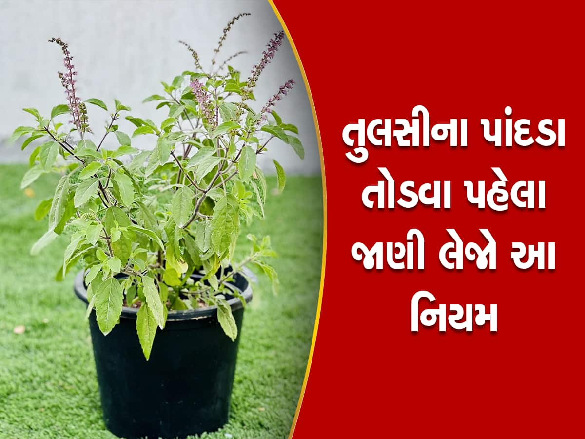 tulsi basil leaves know the rules and importance