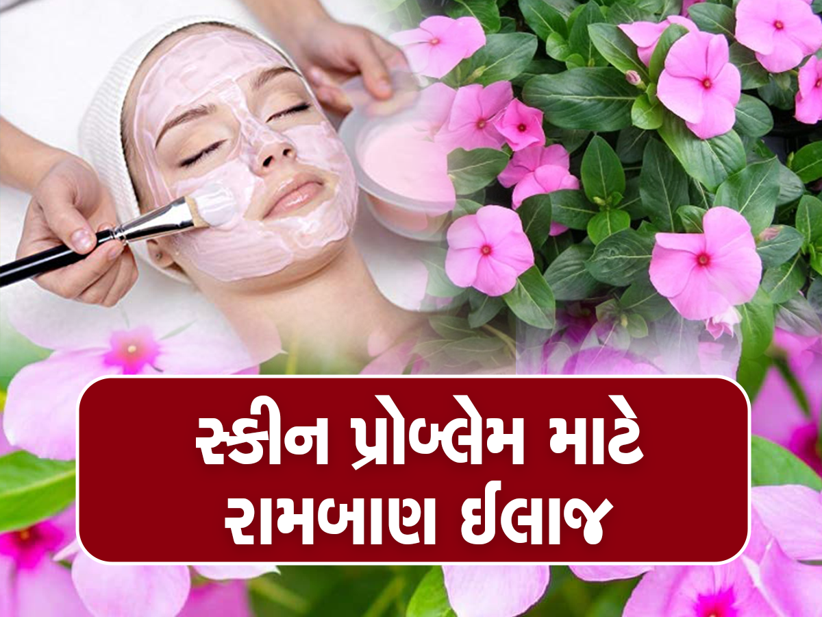 Benefits of sadabahar flower: બ્યુટી ટિપ્સ! ચહેરાને ચમકાવી દેશે આ બારમાસીનું ફૂલ, ઢળતી ઉંમરમાં પણ નહી દેખાય કરચલી કે કાળા ડાઘ