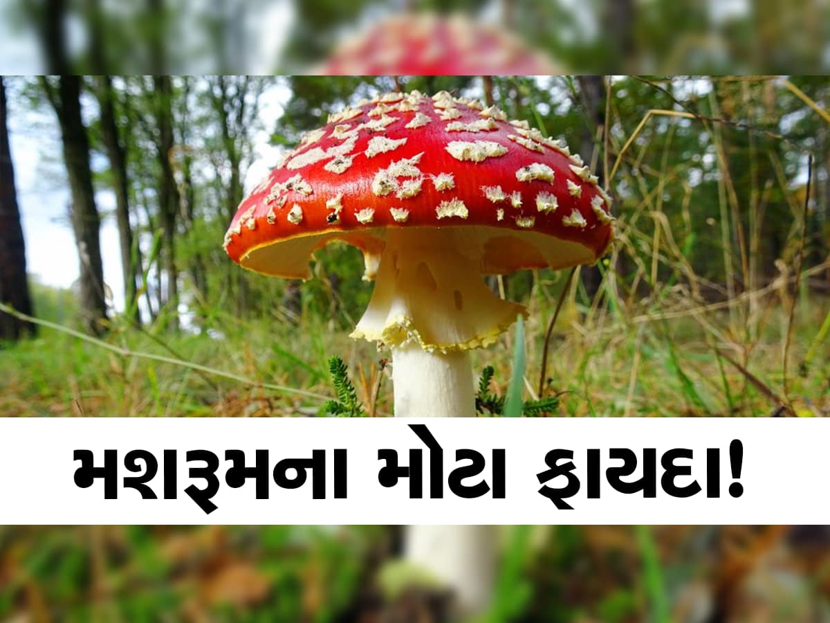 Benefits of Mushrooms મશરૂમ ખાઓ અને મોજમાં રહો, તમારો પેલો પ્રોબ્લેમ