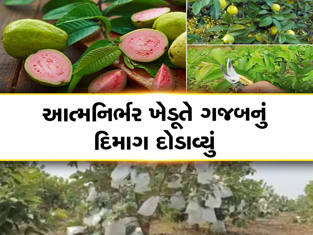 ગુજરાતના આ ખેડૂતને નવી ખેતીનો ચસ્કો લાગ્યો, ગ્રાહકો સીધા દોડતા ખેતરે આવે છે 