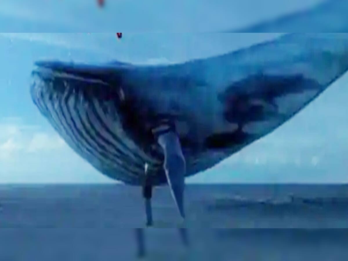 Blue Whale: બ્લુ વ્હેલના હૃદયનું વજન સાંભળીને ચોંકી જશો! 3.2 કિમી દૂર સુધી સંભળાય છે ધબકારા