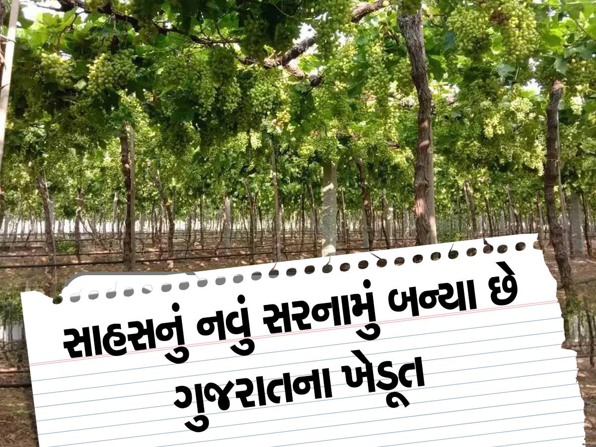 દ્રાક્ષની ખેતીનો ગુજરાતમાં ડંકો વાગ્યો, હવે કિસાન ધારે તો સોનું પણ ઉગાડવાની ધરાવે છે તાકાત