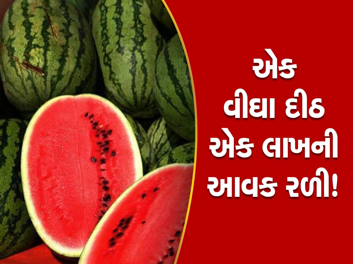 આ ગામના પ્રગતિશીલ ખેડૂતે ભારે કરી! અજમાસ્ત્રનો ઉપયોગ કરી ઉનાળામાં કર્યું તરબૂચનું રેકોર્ડબ્રેક ઉત્પાદન