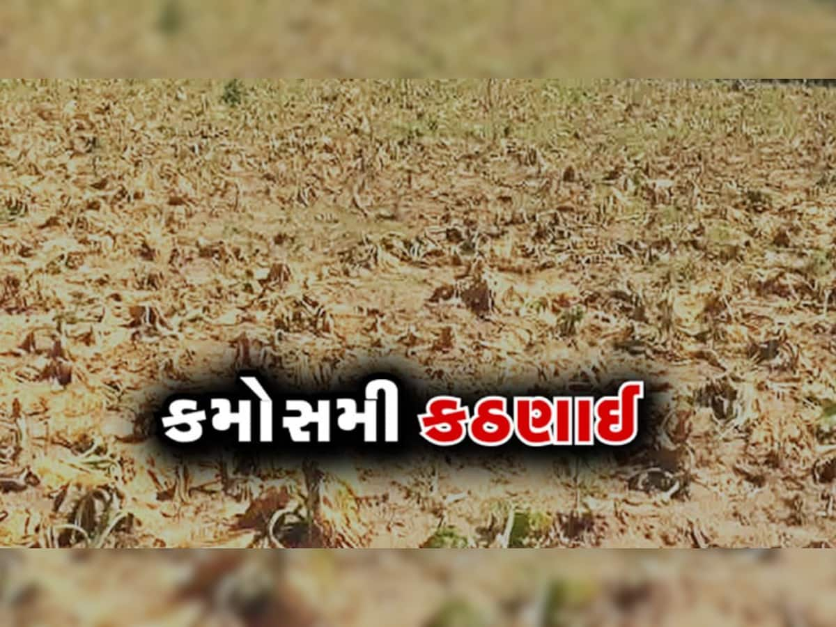 શું આ રીતે ગુજરાતના ખેડૂતોને ચૂકવાશે વળતર? અધિકારીઓ એસી ચેમ્બરમાં બેસી કરી રહ્યા છે સર્વેનું નાટક 