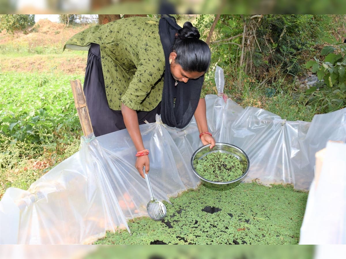 પશુઓ માટે સર્વોત્તમ આહાર છે અઝોલા, નર્મદાના પ્રગતિશિલ મહિલા ખેડૂતે કરી અઝોલાની સફળ ખેતી
