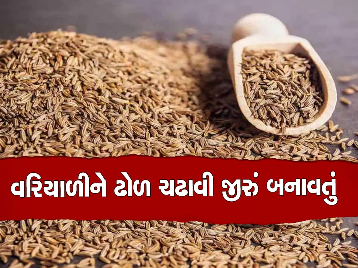 ઊંઝાનું પ્રખ્યાત જીરુ ખરીદતા પહેલા આ વાંચી લેજો, તમે તો નથી લીધુંને આવું સિમેન્ટવાળું જીરું!!!