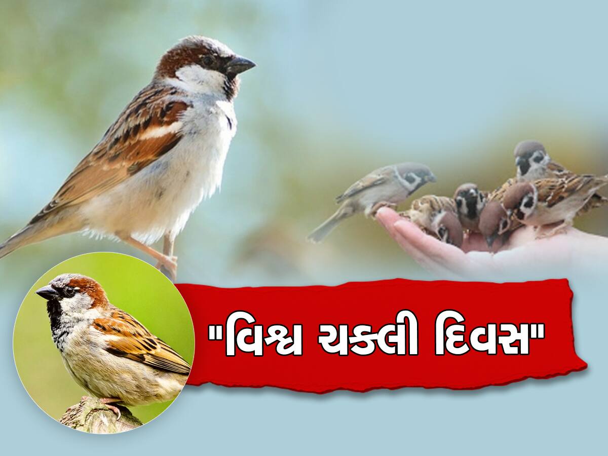 World Sparrow Day 2023: કયા હેતુ સાથે ઉજવવામાં આવે છે વર્લ્ડ સ્પેરો ડે અને શું છે તેનું મહત્વ ?