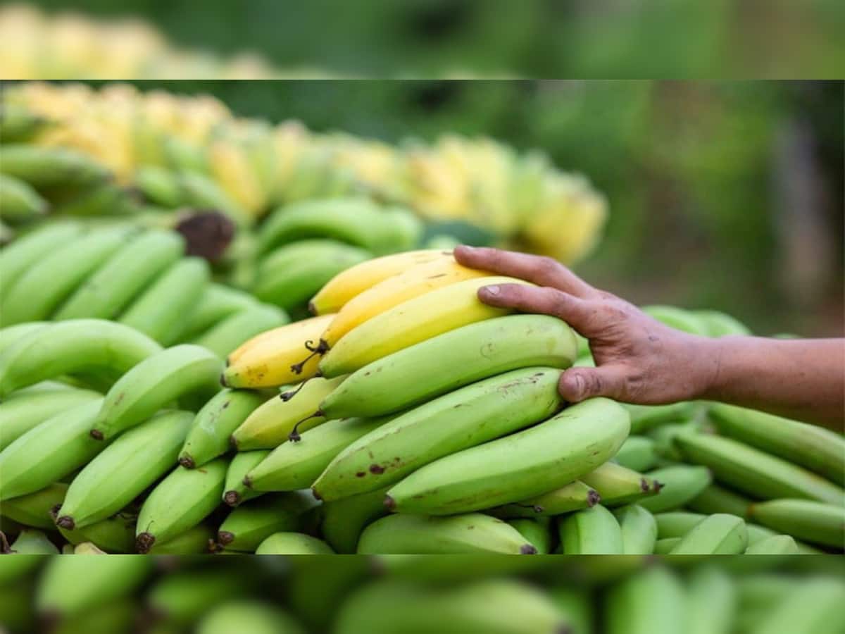 ડાયાબિટીસના દર્દીઓએ ખાવા જ જોઈએ કાચા કેળા, થાય છે આટલા લાભ