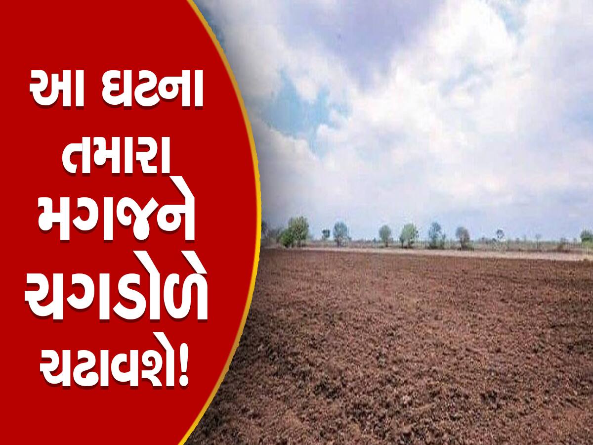 જમીન પર ઝાડ ન હોવા છતાં ઝાડ બતાવી લાખોની છેતરપિંડી, ચીખલી APMCના પ્રમુખે ભારે કરી!