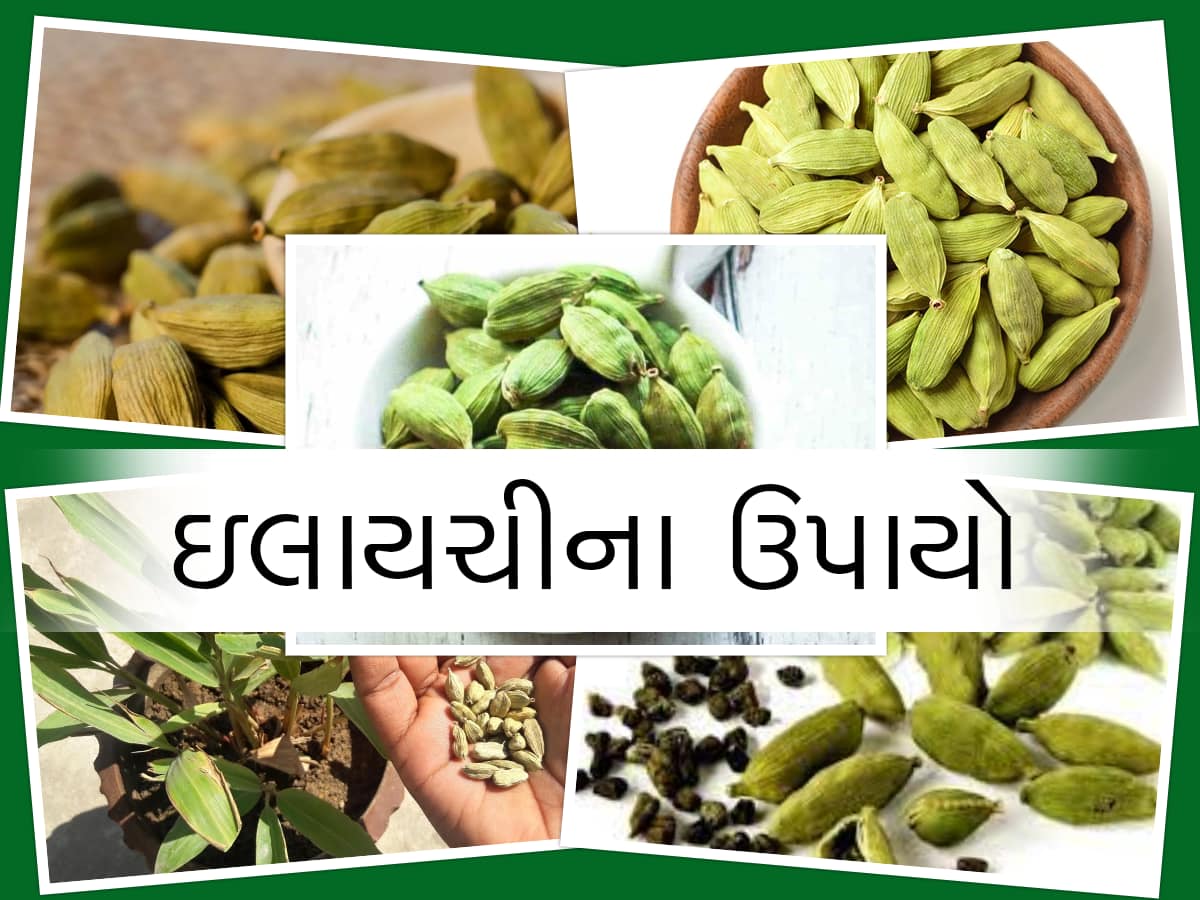 Elaichi Remedy: નોકરીની સમસ્યા અને આર્થિક તંગી પડે છે તો આ ઉપાયો અજમાવો,  મળશે જબરદસ્ત પ્રગતિ