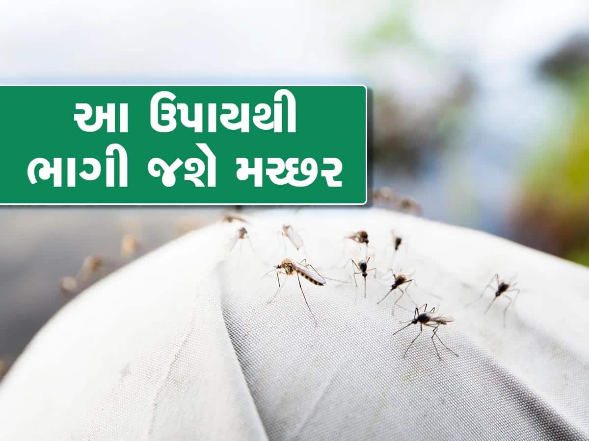 મચ્છર ભગાડવા માટે અપનાવો આ 5 ઘરેલૂ નુસ્ખા, પાસે નહીં ફરકે એક પણ મચ્છર