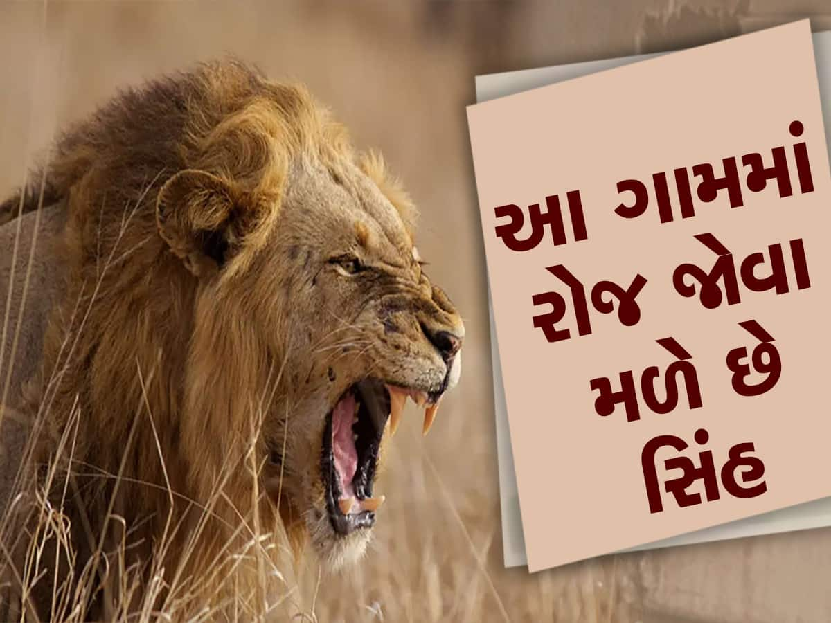 ગુજરાતના આ ગામમાં ખુલ્લામાં ફરે છે સિંહ, ક્યારેક લોકો સાથે ઉભા પણ રહે છે