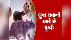 શ્વાન જેવા ઉંદરો ધરતી પર ફરશે, જાણો વૈજ્ઞાનિકોના દાવામાં કેટલી છે સત્યતા