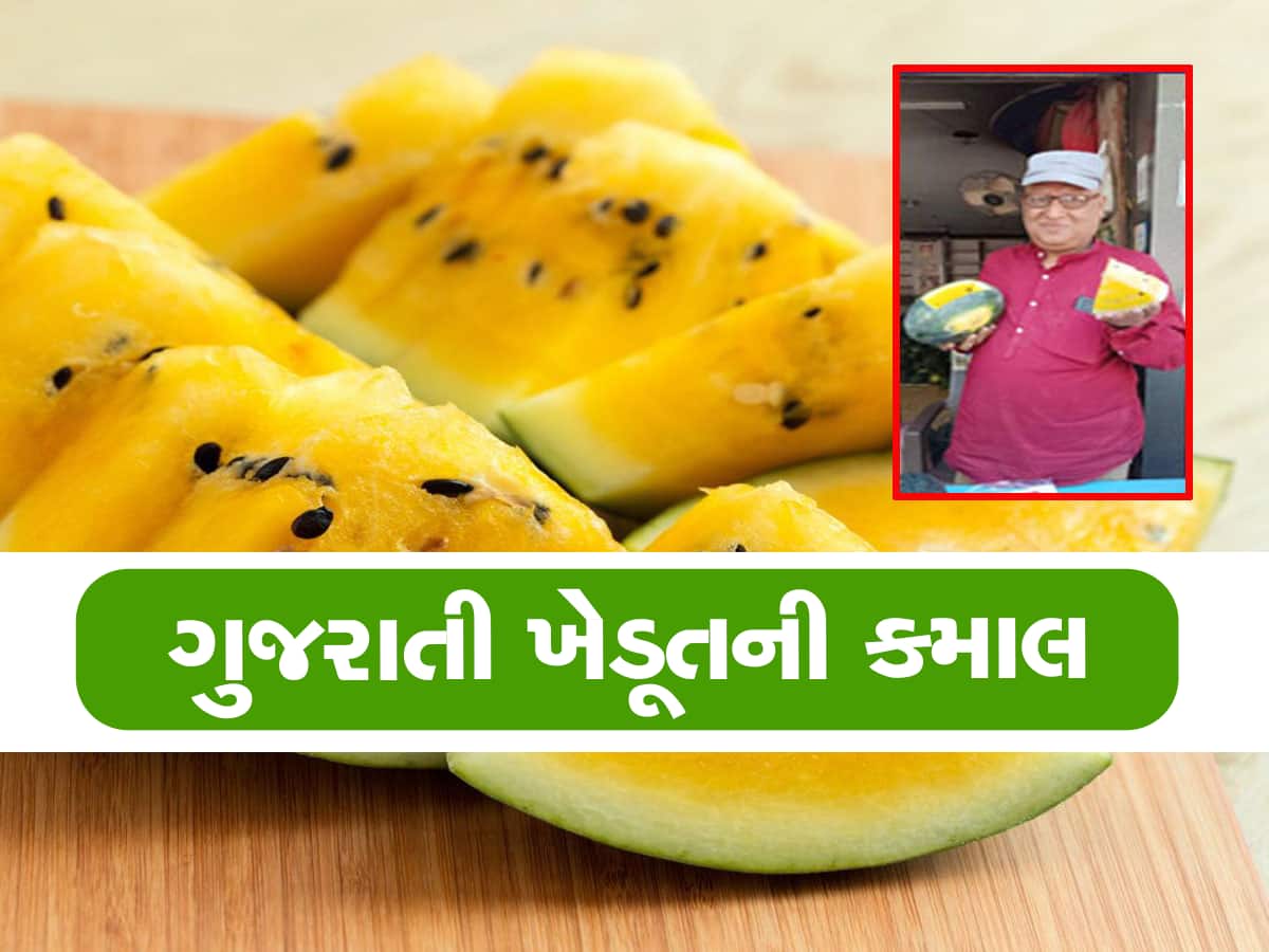 jamnagar famous farmers grows yellow watermelon get seeds from thailand