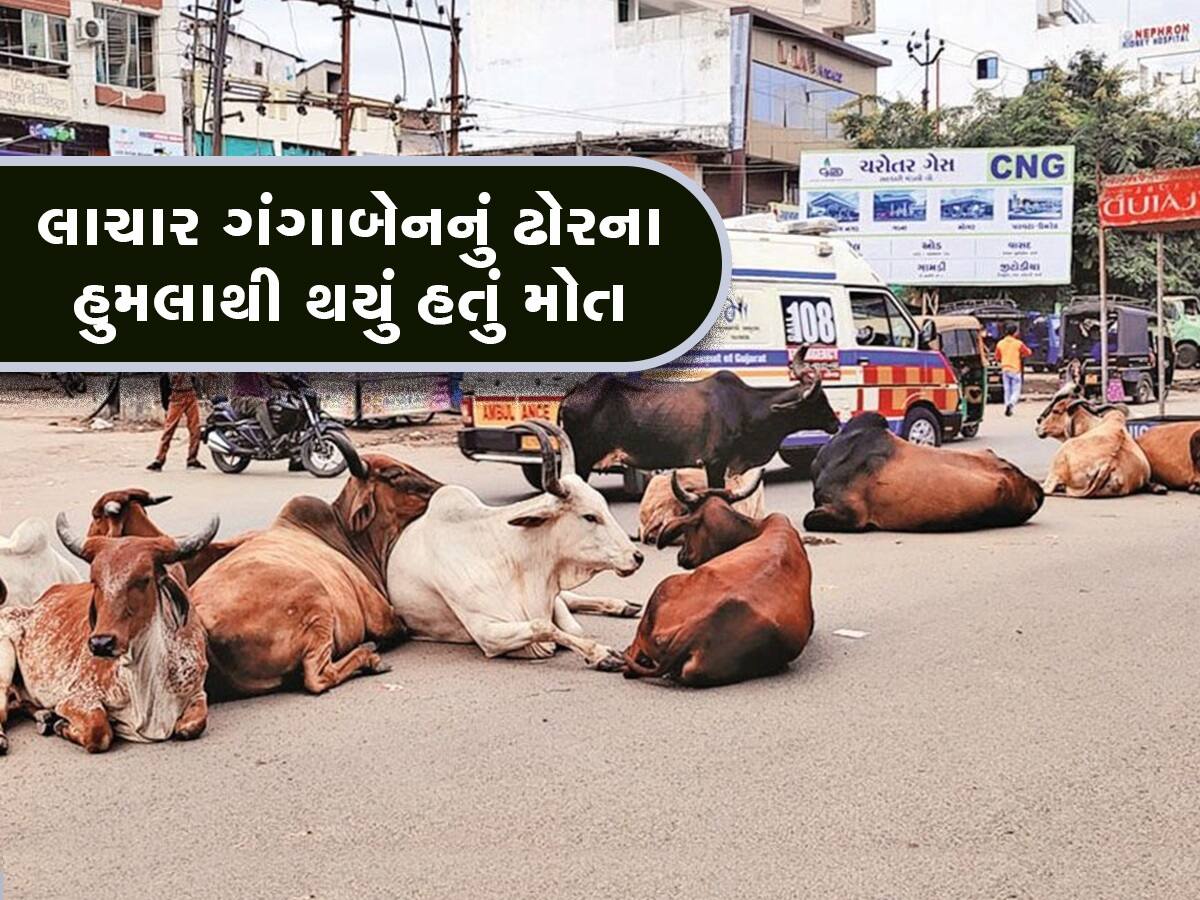 રખડતા ઢોરનો આતંક! વડોદરાની વૃદ્ધાના પરિવારે માગ્યું 25 લાખનું વળતર, કોર્ટમાં પહોંચશે