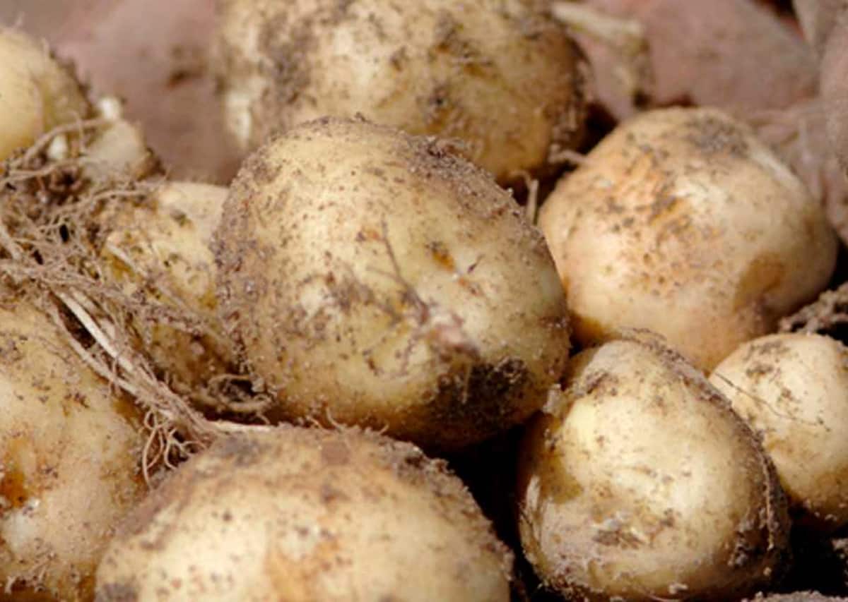 Le Bonnotte potato price cost of French is Rs 50 000 per kg