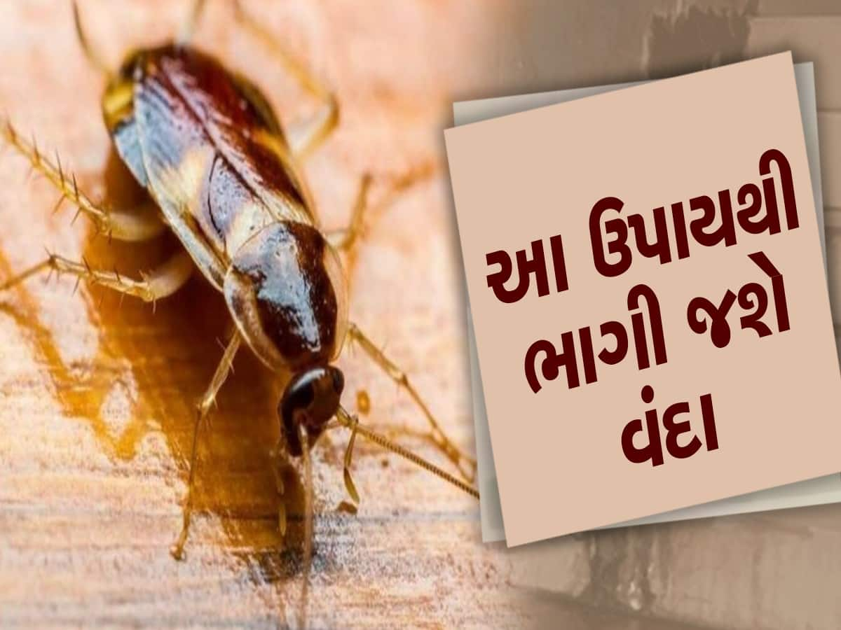 Cockroach Control Remedies: ઘરમાં જોવા મળે છે વંદાનો આતંક? અજમાવો આ 5 ઘરેલૂ નુસ્ખા, સમસ્યાથી મળી જશે છુટકારો