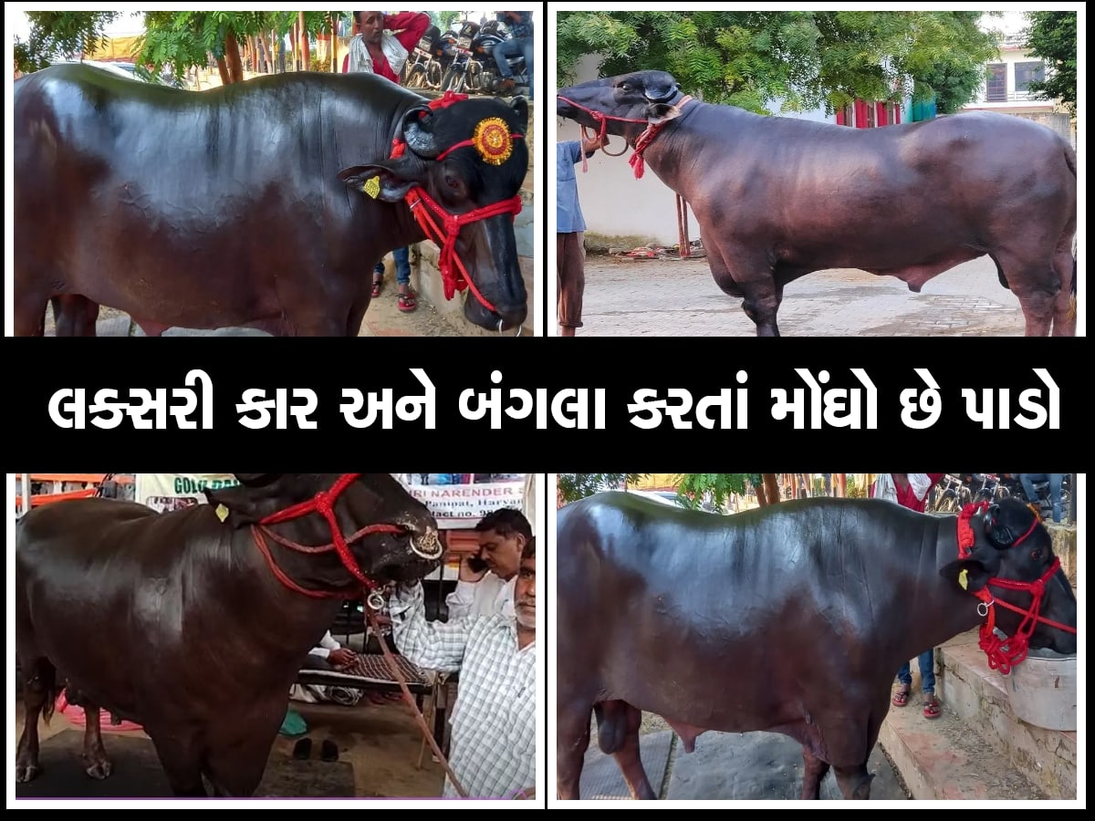 10 કરોડના પાડાના સેલિબ્રિટી જેવા છે ઠાઠમાઠ, 'સ્વિમિંગ પૂલમાં ન્હાય છે, 30 હજારનું ખાય છે'