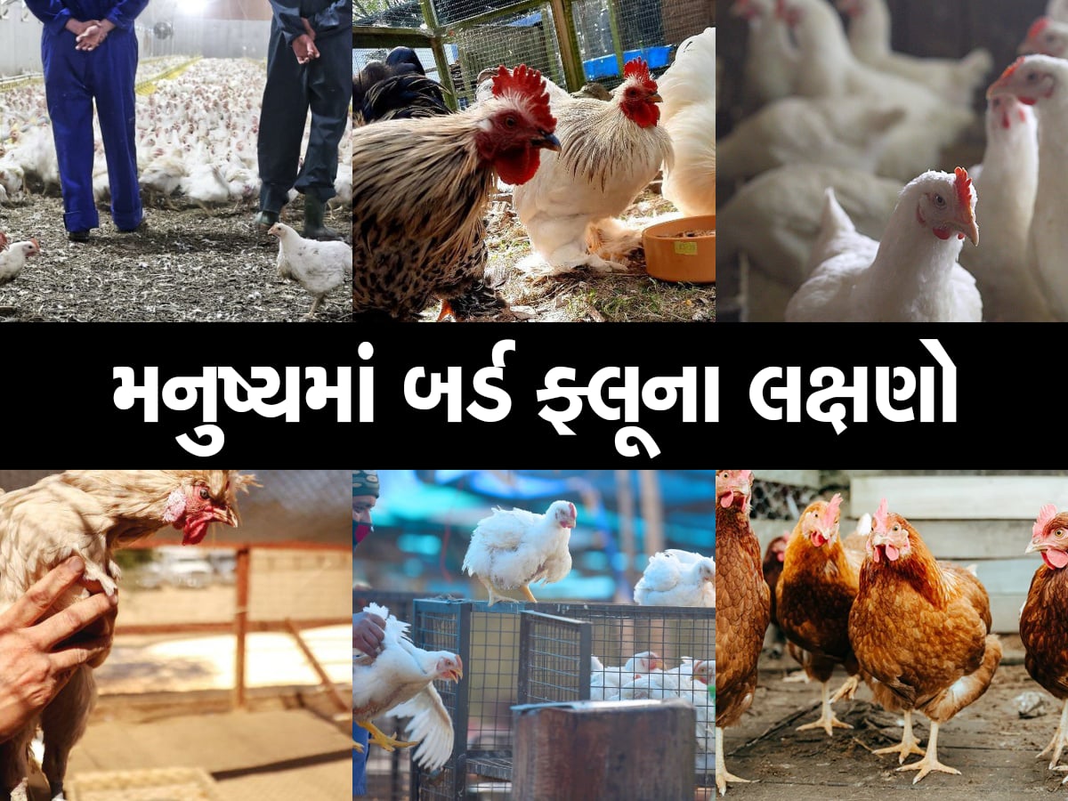 Bird Flu: પાલતુ પ્રાણીઓથી મનુષ્યોને માટે ખતરો! ફેલાઈ શકે છે 'બર્ડ ફ્લૂ', આ  છે 10 લક્ષણો