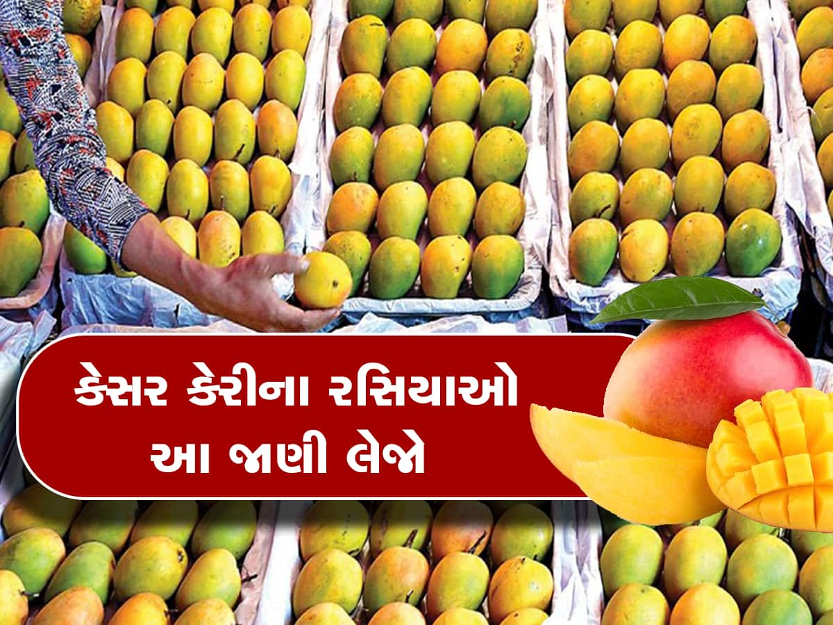 Junagadh Famous Kesar Mango 400 Farmers Registration For Export