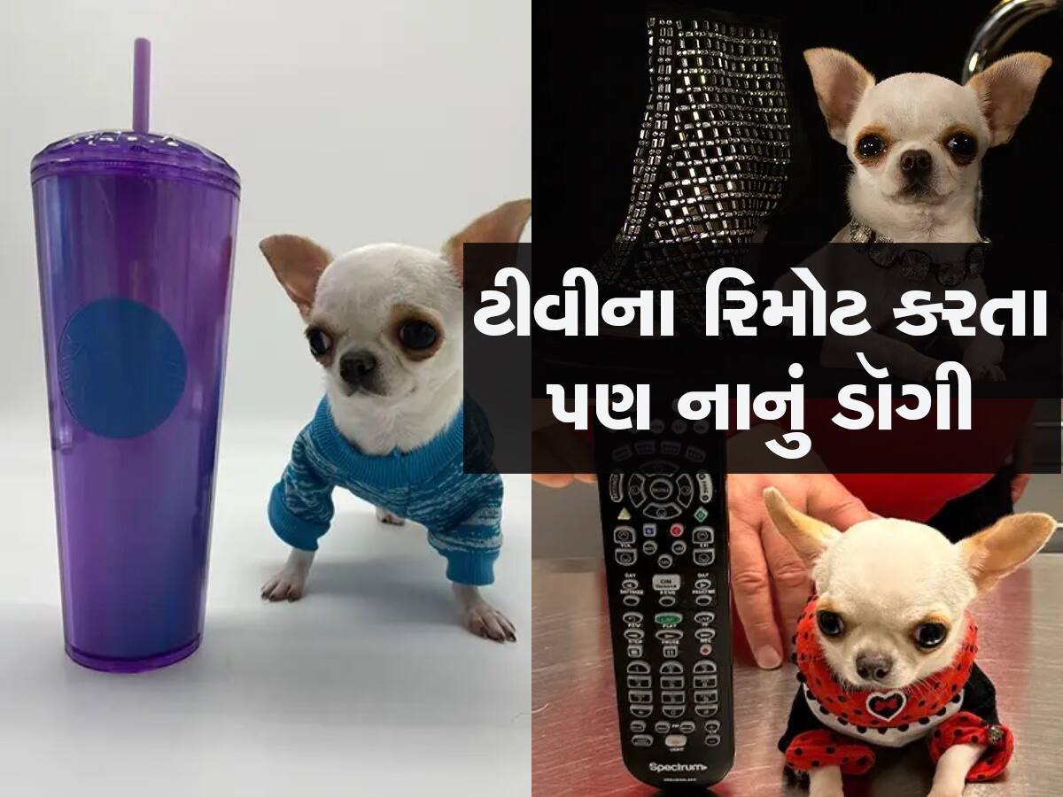 National Pet Day:આ છે વિશ્વનું સૌથી નાનું ડૉગી, કોઇ સેલિબ્રિટીથી કમ નથી, ખોબામાં સમાઇ જશે