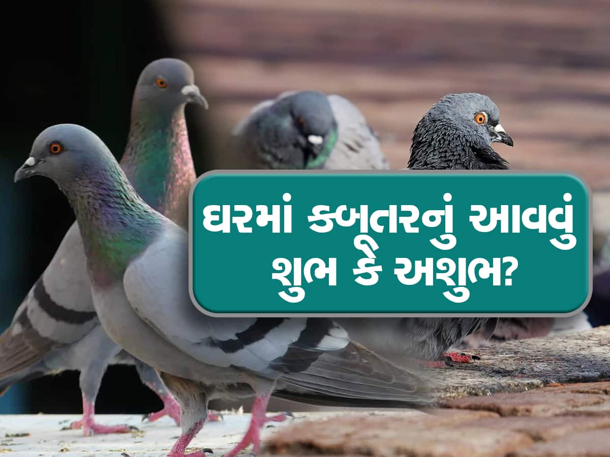 Signs Of Pigeon: શું તમારા ઘરે પણ કબૂતર આવીને ગુટર ગું કરે છે? જાણો તેનો અર્થ, ભવિષ્યના આપે છે સંકેત
