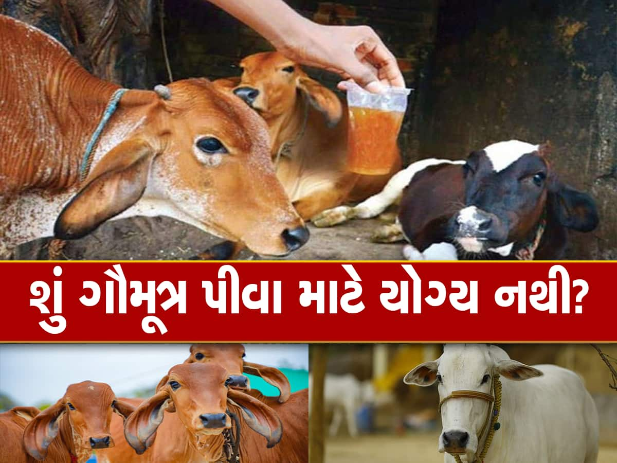 ગૌમૂત્ર પર સવાલ! કામધેનુ આયોગના પૂર્વ ચેરમેન ડૉ.વલ્લભ કથીરિયાએ રિપોર્ટને ખોટો ગણાવ્યો