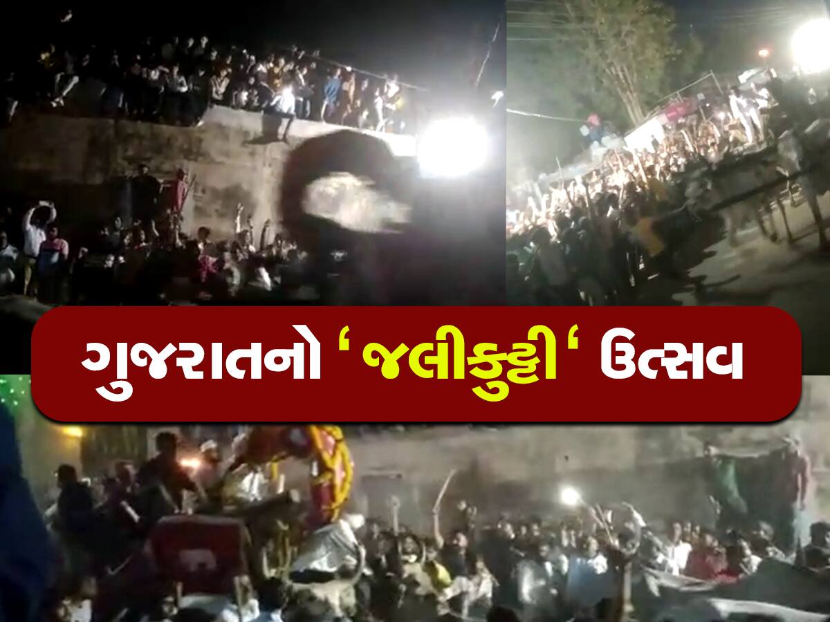 gujarat festivals visnagar celebrate festival like jallikattu runs bullock