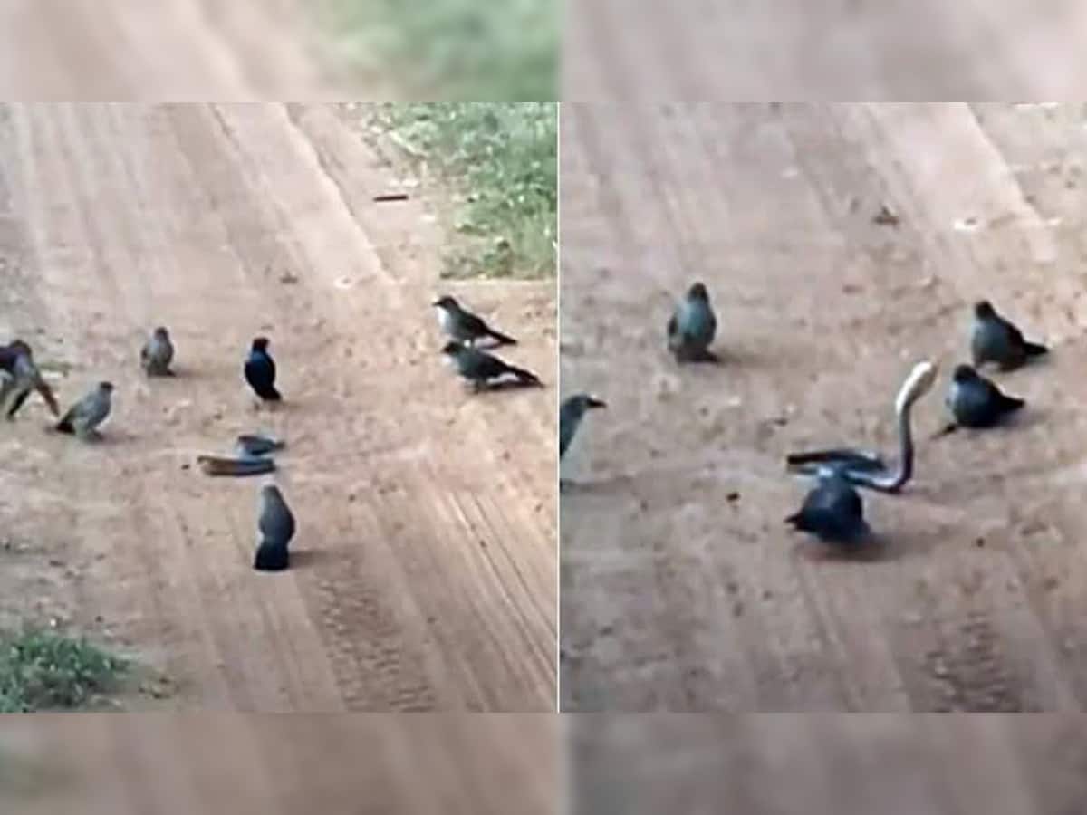 Viral Video: પક્ષીઓના ચક્રવ્યૂહમાં ફસાઈ ગયો સાપ, વારાફરતી બધાએ હાથ સાફ કરી લીધો, જુઓ વીડિયો