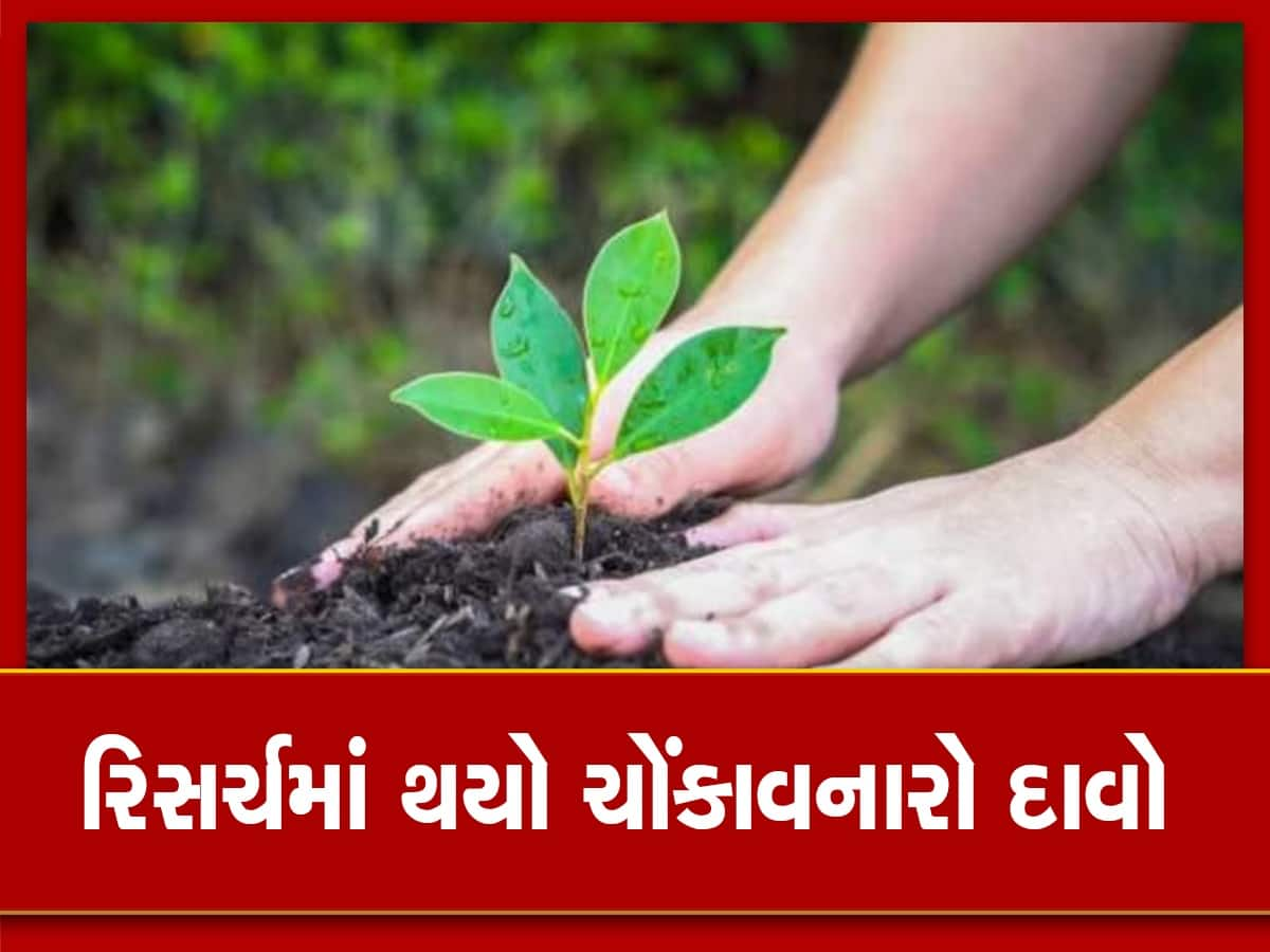 વૃક્ષ, છોડને કાપવાથી થાય છે દર્દ, પાણી ન મળતા રાડો પાડે છે, રિસર્ચમાં થયો ખુલાસો