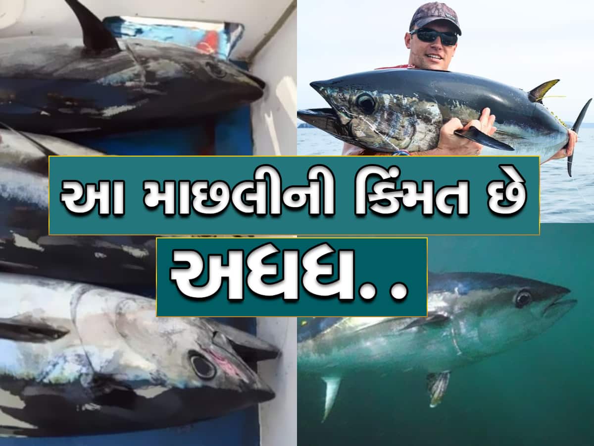 world most expensive fish bluefin tuna price 2 crore