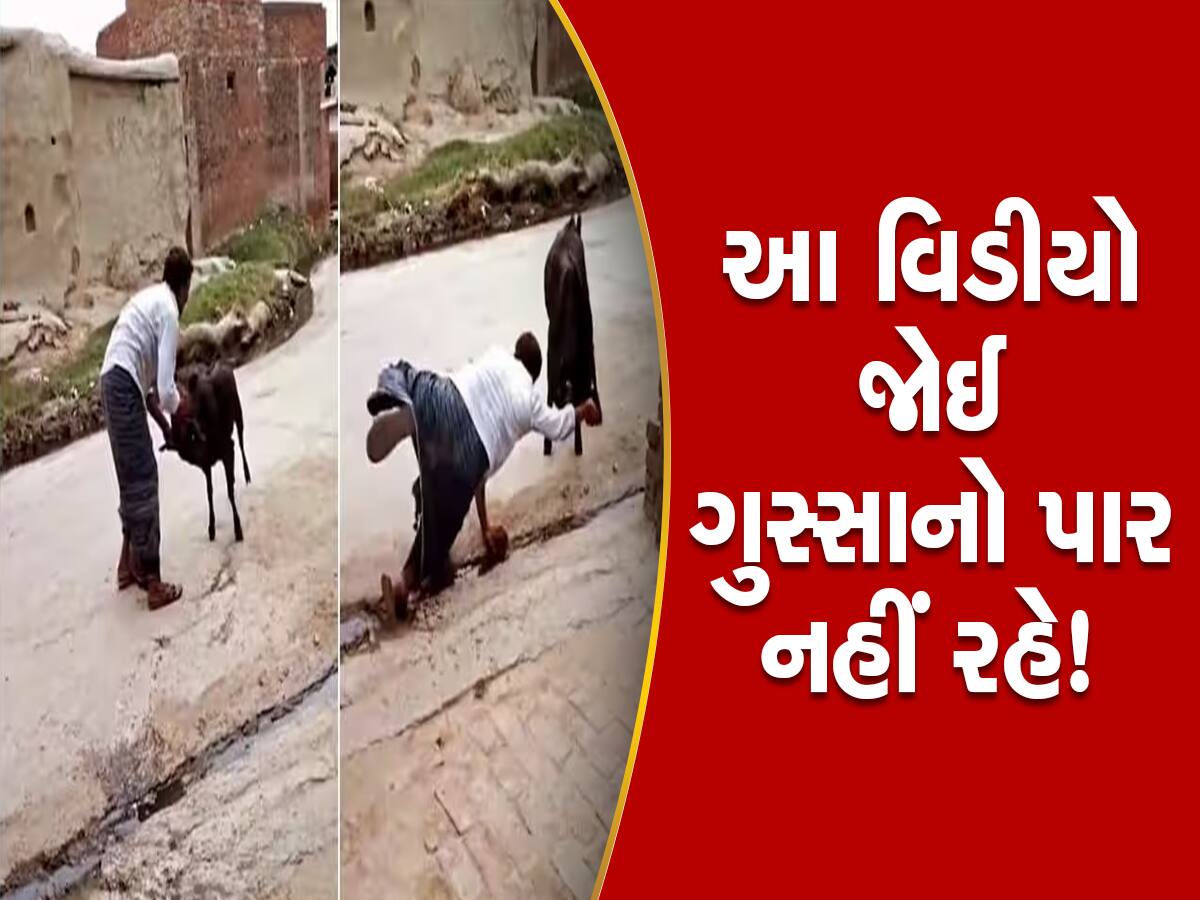 Video: બકરાના શિંગડા પકડીને બળજબરીથી હેરાન કરી રહ્યો હતો વ્યક્તિ, બકરાએ અપાવી દીધી નાની'ની યાદ