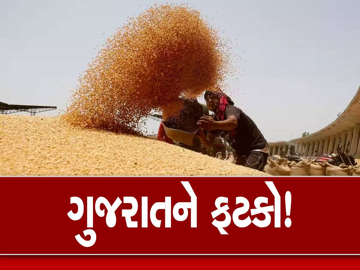 Wheat Purchase gujarat farmers wheat price fci latest gujarati news
