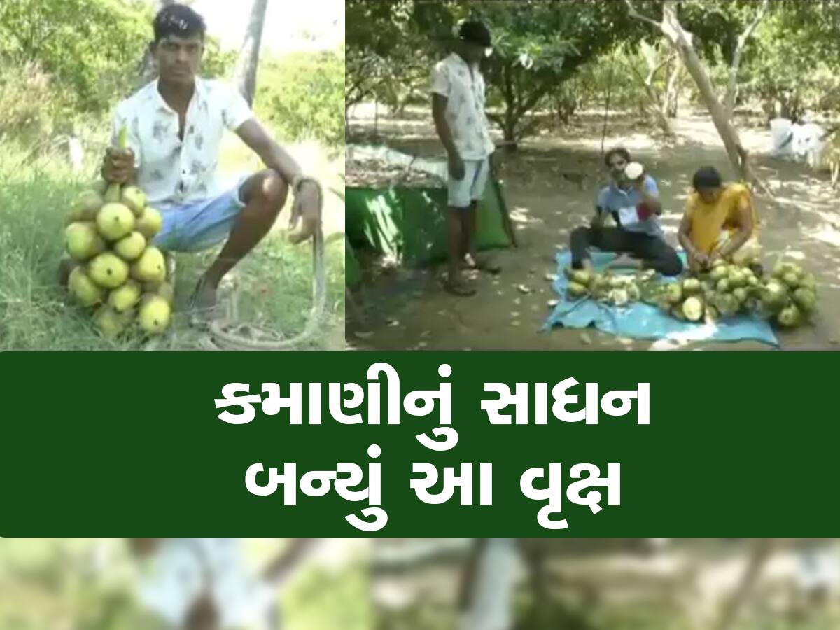 ઝીરો ઈન્વેસ્ટમેન્ટ, પણ આ ફળથી લાખો કમાવે છે ગુજરાતના ખેડૂતો