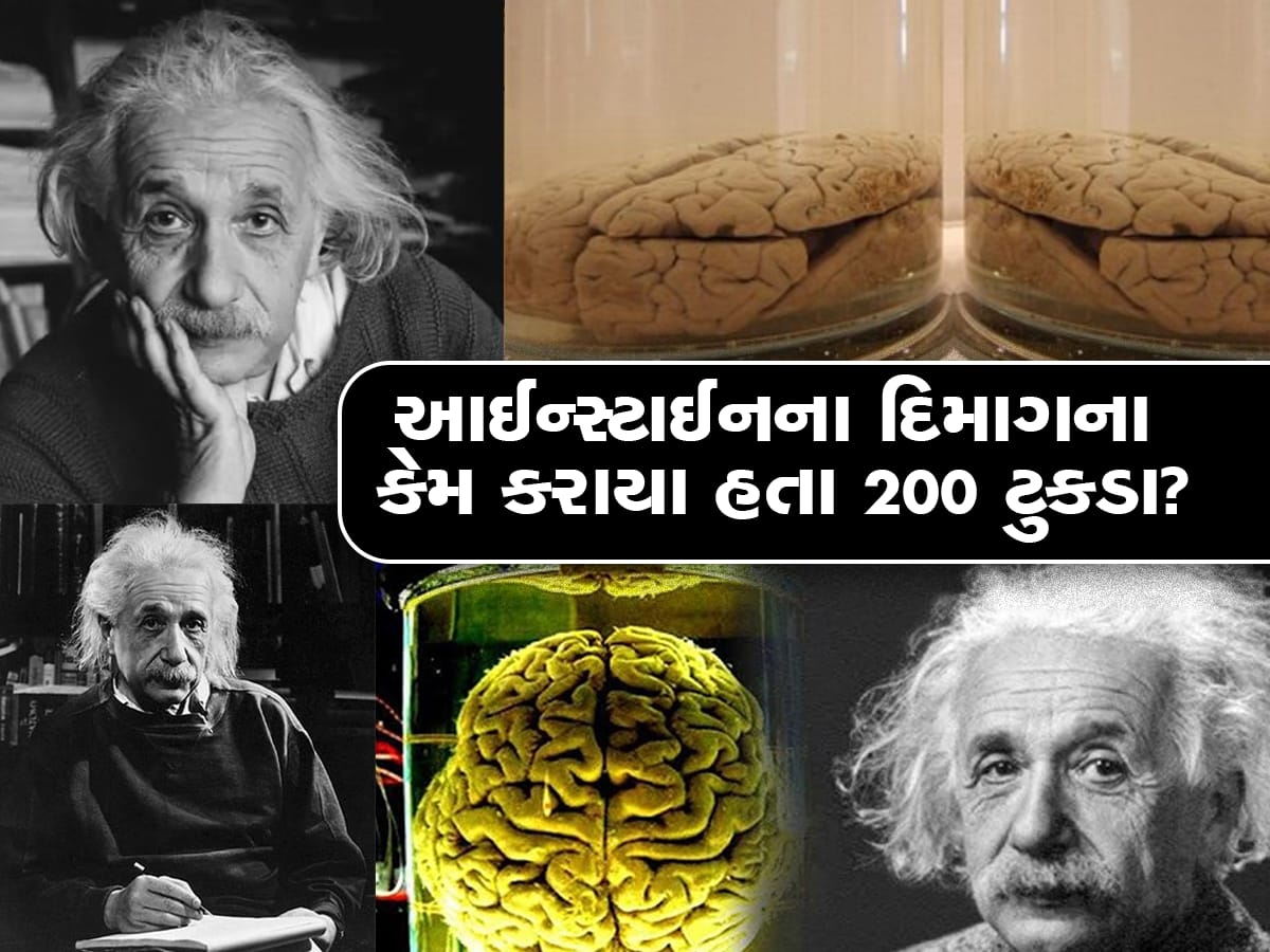 Albert Einstein Death Anniversary: આલ્બર્ટ આઈન્સ્ટાઈનના મૃત્યુ બાદ તેમનું દિમાગ કોણે કર્યું હતુ ચોરી?