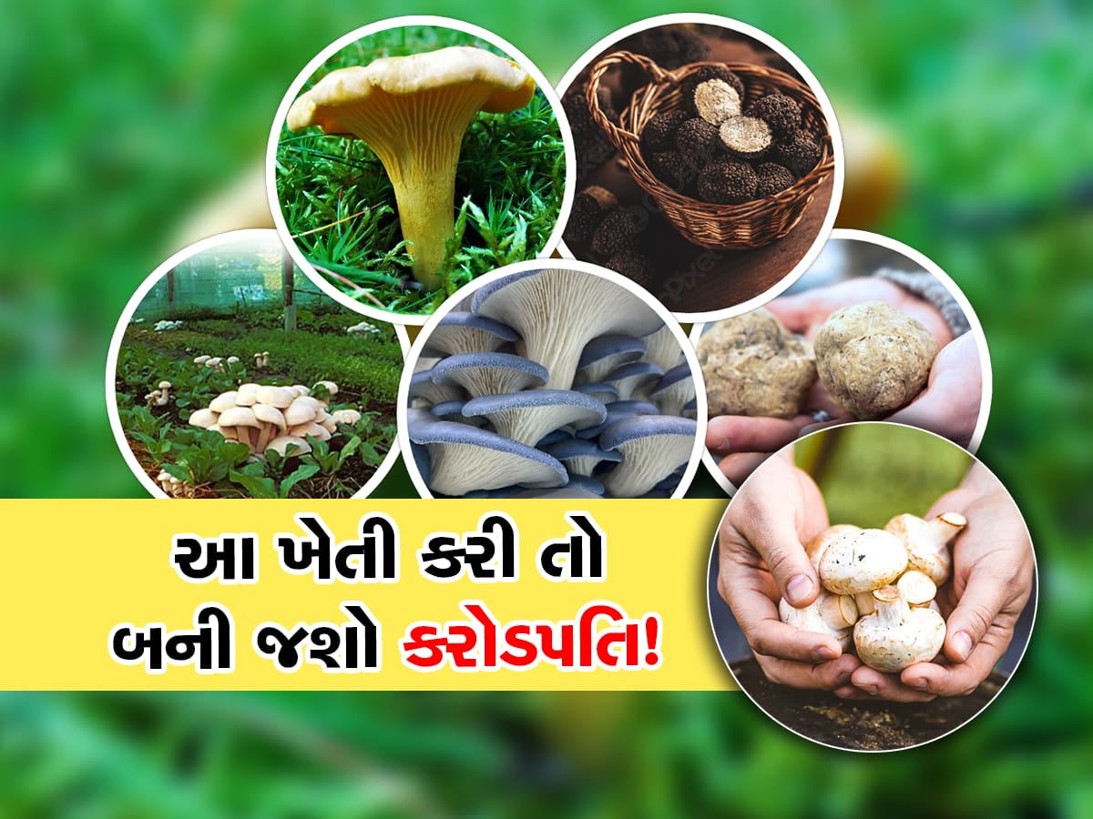 Most Expensive Mushroom: આ છે દુનિયાના સૌથી મોંઘા મશરૂમ, આ જાતો છે અત્યંત દુર્લભ