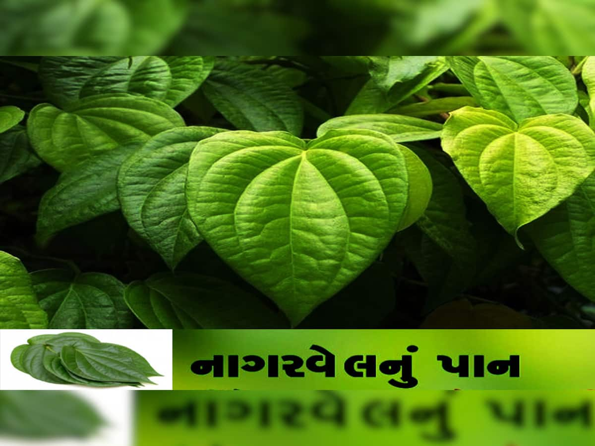 ના ગમતી વસ્તુઓને તમારા જીવનમાંથી દૂર કરશે નાગરવેલનું પાન! ટોટકો જાણીને રહી જશે દંગ