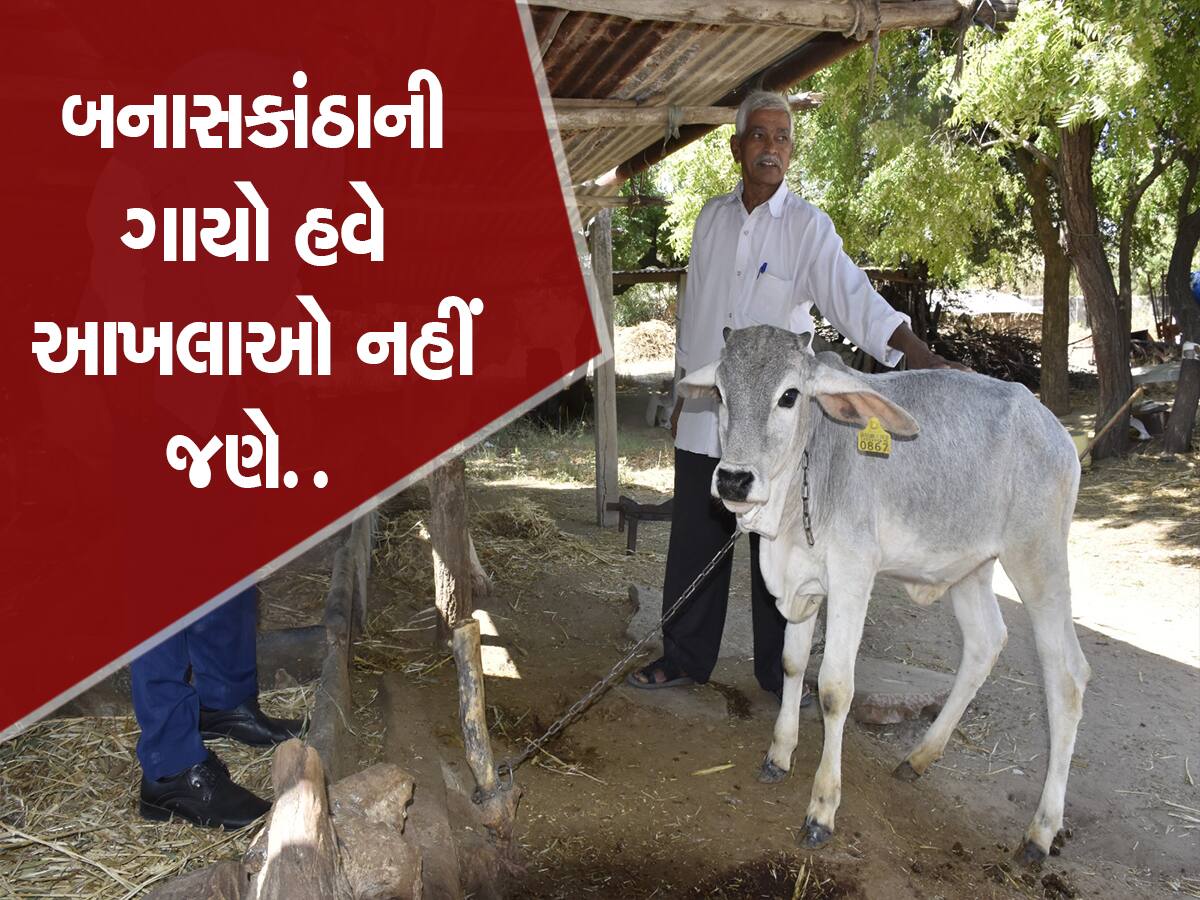 ભરોસાની ભેંસ હવે પાડો નહિ જણે, આ એક ડોઝથી પશુપાલકોના જીવનમાં ખુશીઓ આવી 