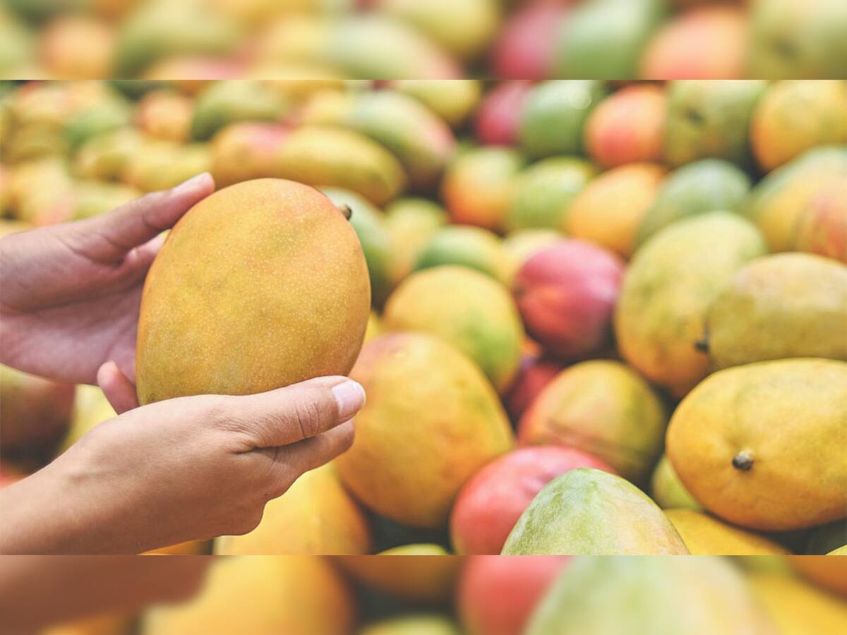 How To Choose Mangoes: ઉપરથી કેસરી દેખાતી કેરી ખરેખર મીઠી અને પાકેલી છે કે નહીં.. જાણો આ ટ્રિકની મદદથી