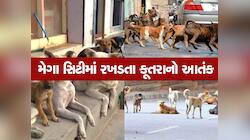 અમદાવાદ રહેવા માટે સેફ છે? 75 લાખ અમદાવાદીઓની વચ્ચે રખડે છે 2.5 લાખ કૂતરા 