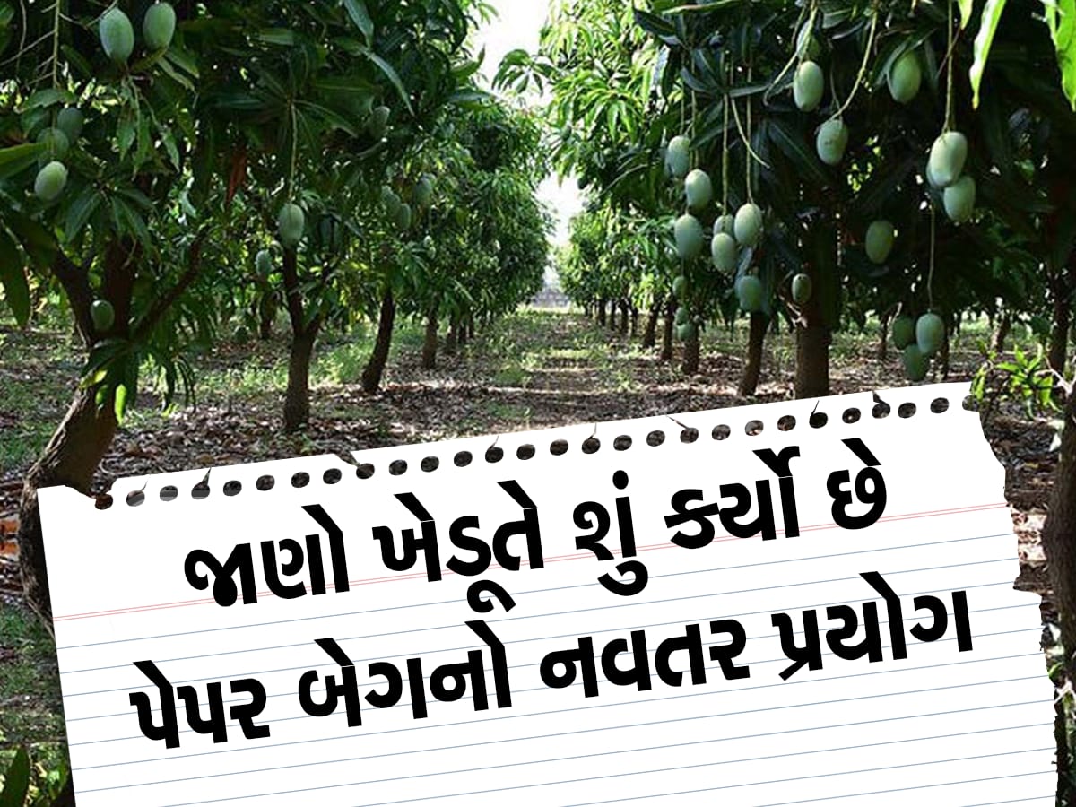 કમોસમી વરસાદ પણ આ ગુજરાતી ખેડૂતનું કંઈ બગાડી ના શક્યો, આખી વાડીમાં ઝૂલે છે કેરીઓ