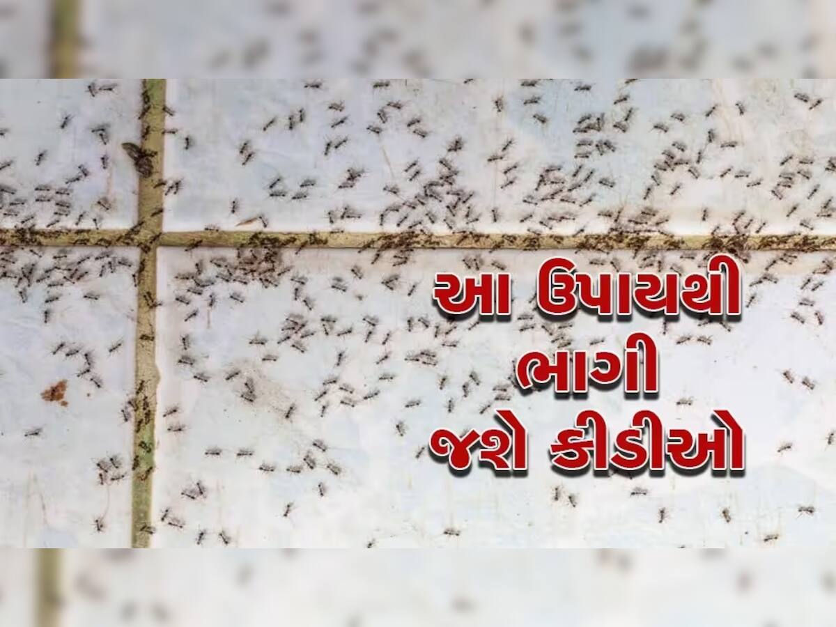 Home Remedies: તમારા ઘરમાં જોવા મળે છે કીડીઓનો ત્રાસ, સમસ્યાથી છુટકારો મેળવવા અજમાવો આ 5 ઘરેલું નુસ્ખા