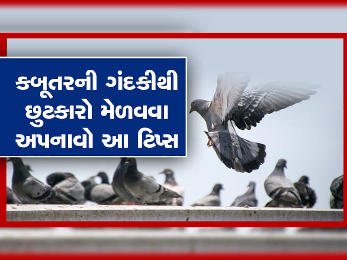 શું તમારી બાલ્કનીમાં પણ કબૂતર કરે છે ગંદકીના ઢગલા? બસ આટલું કરશો તો મળી જશે છુટકારો