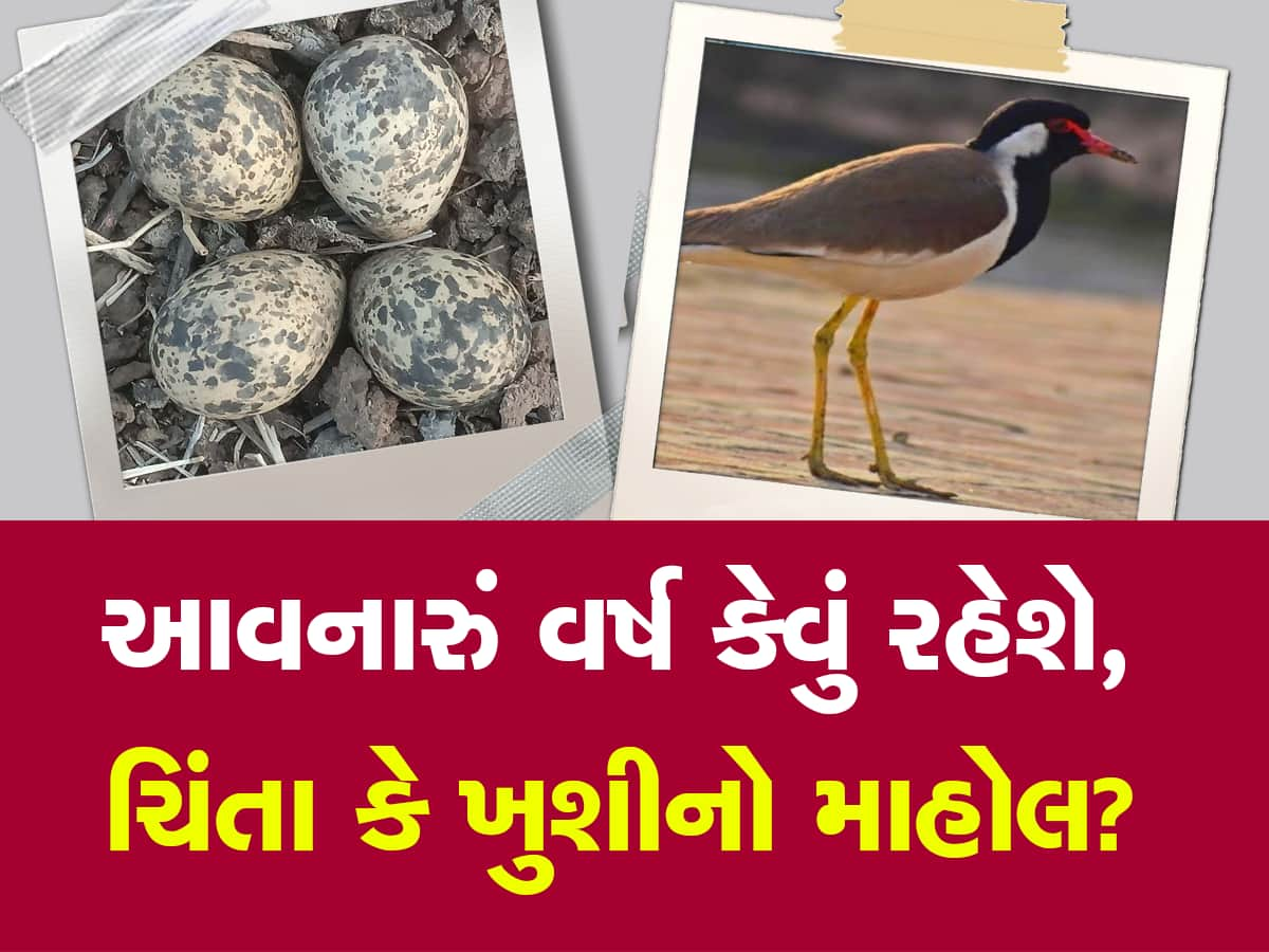 ગુજરાતમાં આવનારું વર્ષ કેવું રહેશે? વર્ષો જૂની પ્રણાલી મુજબ ટિટોડીના ઈંડા પરથી કરાયો વરસાદનો વરતારો