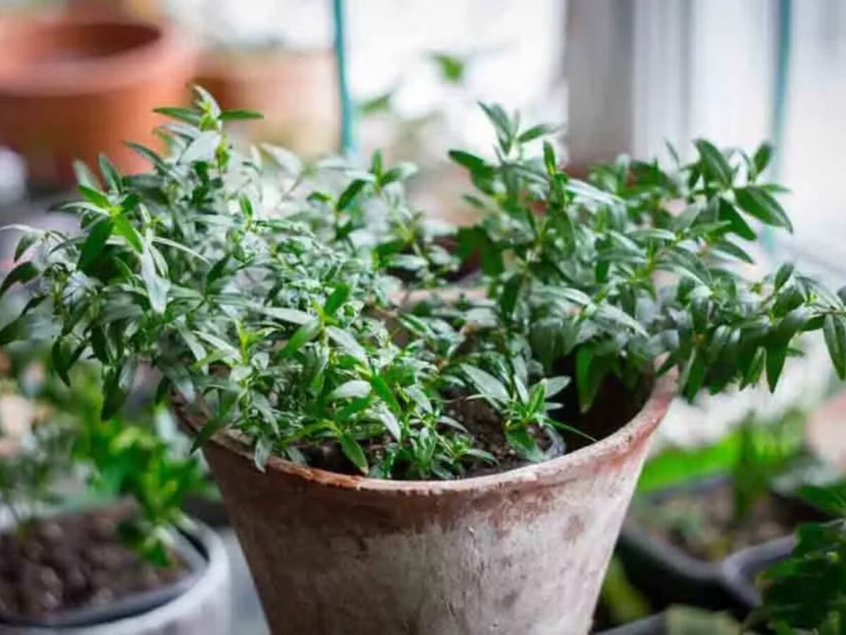 Home Vastu Tips: ભૂલથી પણ ઘરમાં ન લગાવશો આ 5 છોડ, નહીં તો થઈ જશો કંગાળ!