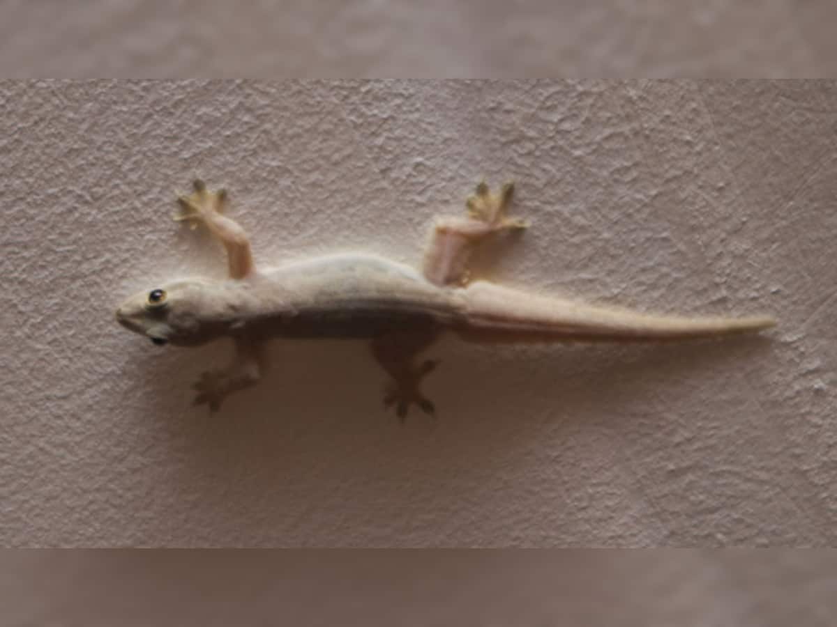 Lizard Indication: જાણો ઘરમાં ગરોળી હોવી શુભ કે અશુભ?