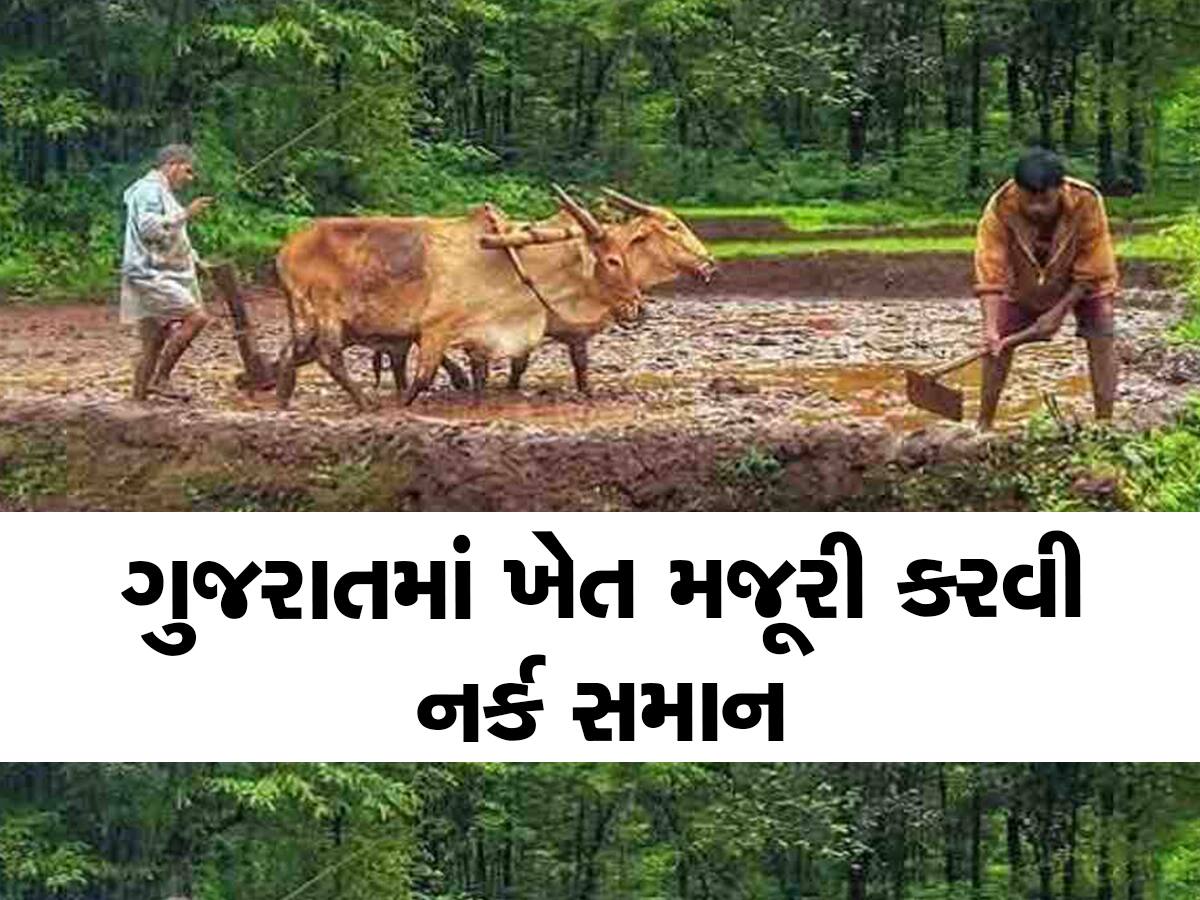 ગુજરાતમાં ખેત મજૂરી કરવી નર્ક સમાન : આખો દી માટીમાં કામ કરવાના મળે છે માત્ર આટલા રૂપિયા 