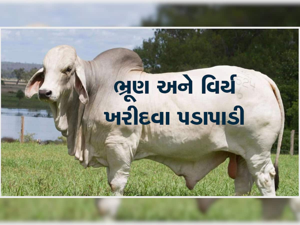 લાખોમાં વેચાય આ બળદનું વિર્ય, સીમેન ખરીદવા લોકો કરે છે પડાપડી